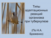 Типы адаптационных реакций организма при туберкулезе (По Н.А. Браженко)