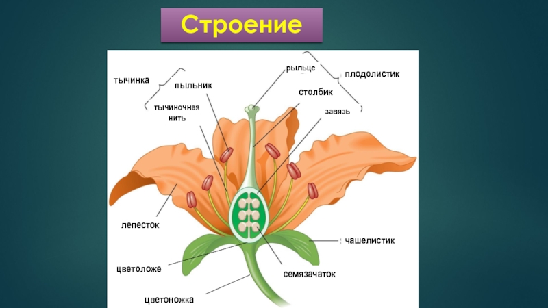 Плодолистики это. Плодолистики пестика. Плодолистики (гинецей). Строение завязи цветка. Строение плодолистика.