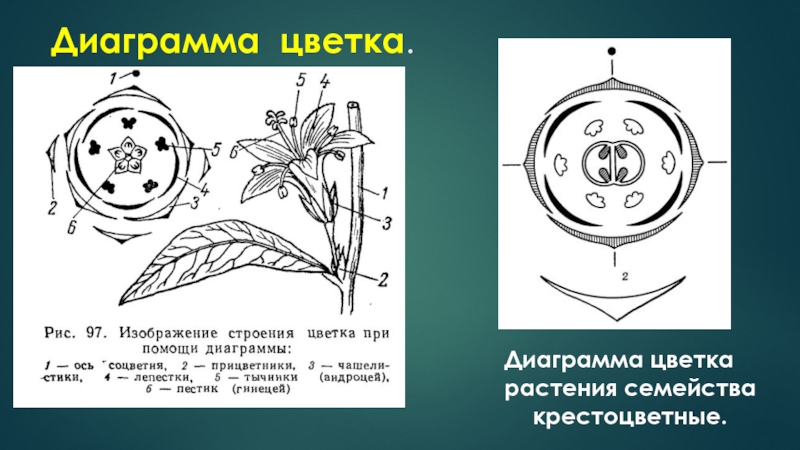 Диаграмма цветка подснежника