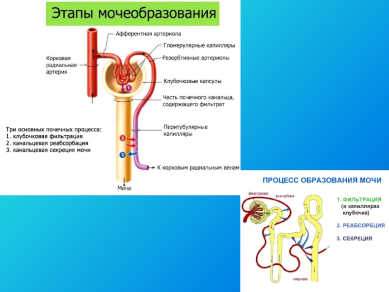 Схема нефрона физиология