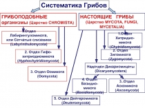 1. Отдел Хитридио-
микота
( Chytridiomyc ota )
5. Отдел Дейтеромикота
(