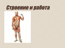 Строение и работа мышц