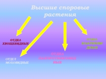 Высшие споровые растения