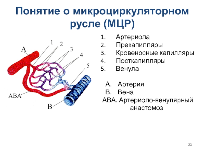 Микроциркуляторное русло схема