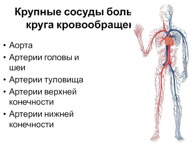 Кровоснабжение аорты