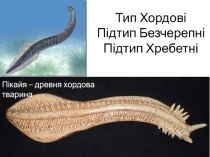 Тип Хордові Підтип Безчерепні Підтип Хребетні