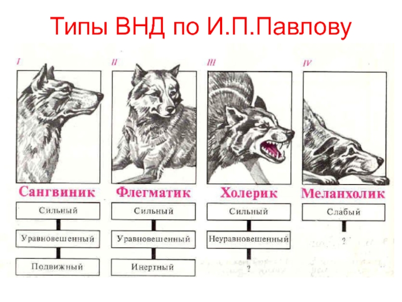 Типы внд человека презентация