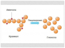 Презентация Белки