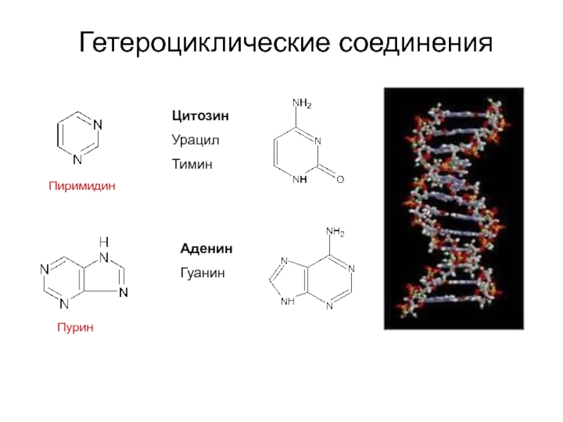 Урацил в днк. Аденин Тимин гуанин. ДНК гуанин Тимин цитозин. Аденин гуанин цитозин Тимин формулы. Урацил аденин Тимин формулы.
