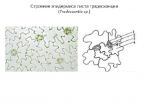 Строение эпидермиса листа традесканции ( Tradescantia sp. )
