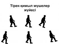 Тірек-қимыл мүшелер жүйесі