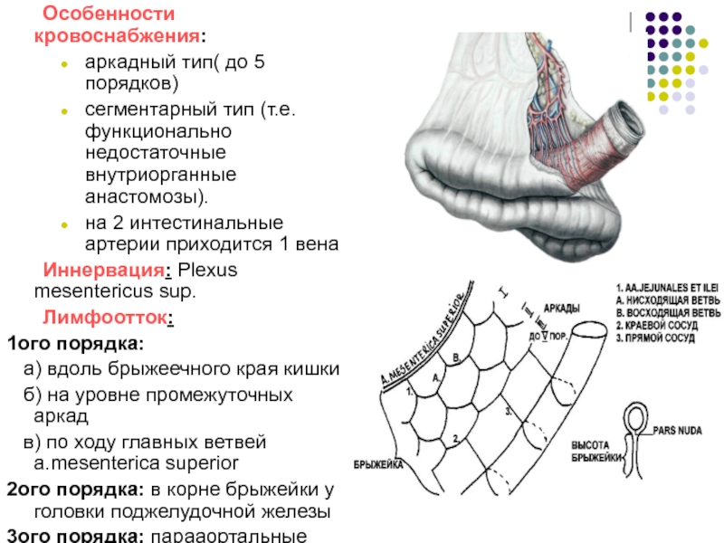 Лекция № 6 Особенности кровоснабжения:аркадный тип( до 5 порядков)сегментарный тип (т.е. функционально недостаточные внутриорганные Особенности кровоснабжения:аркадный тип( до 5 порядков)сегментарный тип (т.е. функционально недостаточные внутриорганные анастомозы).на 2 интестинальные артерии приходится 1