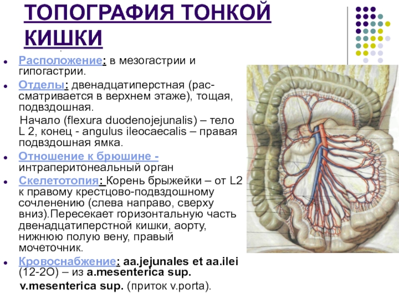 Лекция № 6 ТОПОГРАФИЯ ТОНКОЙ КИШКИ .Расположение: в мезогастрии и гипогастрии.Отделы: двенадцатиперстная (рас-сматривается в ТОПОГРАФИЯ ТОНКОЙ КИШКИ .Расположение: в мезогастрии и гипогастрии.Отделы: двенадцатиперстная (рас-сматривается в верхнем этаже), тощая, подвздошная.