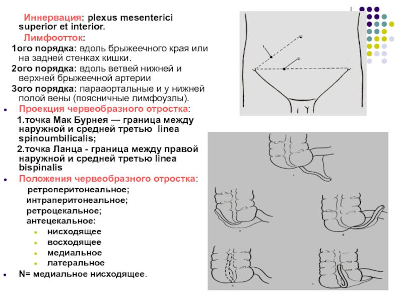 Лекция № 6 Иннервация: plexus mesenterici superior et interior. Лимфоотток: 1ого порядка: вдоль брыжеечного края Иннервация: plexus mesenterici superior et interior. Лимфоотток: 1ого порядка: вдоль брыжеечного края или на задней стенках кишки.
