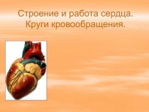 Строение и работа сердца. Круги кровообращения