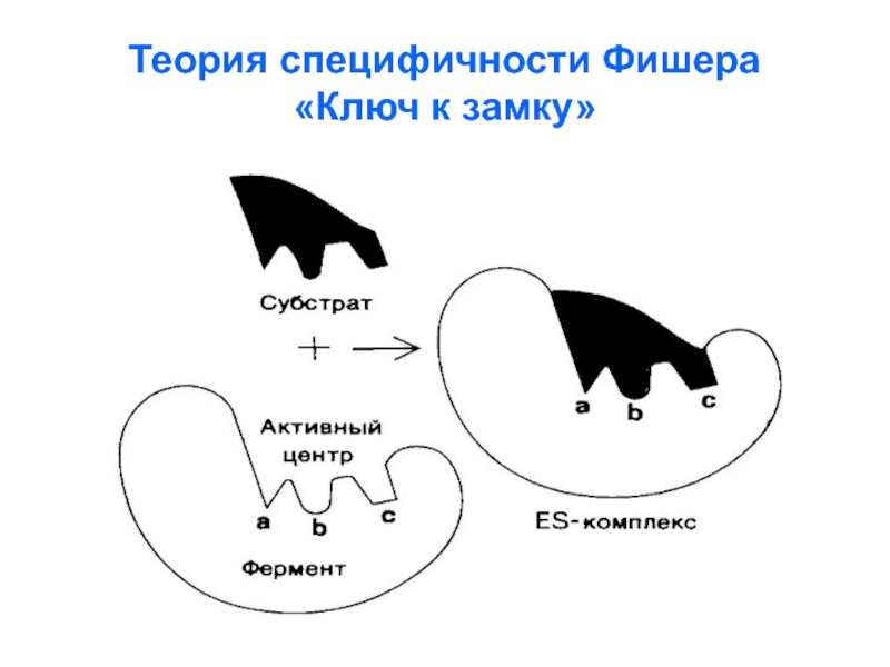 Строение фермента рисунок