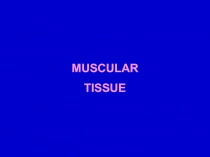 MUSCULAR
TISSUE