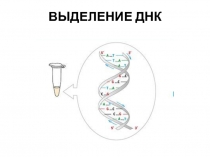 ВЫДЕЛЕНИЕ ДНК