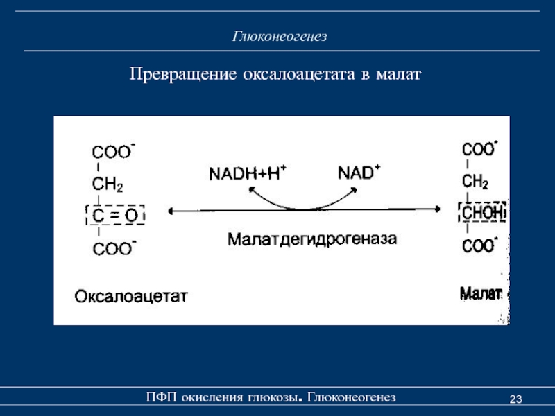 Схема цпэ окисление малата