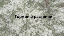 Гормоны растений