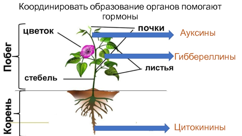 Образование органов