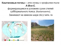 Каштановые почвы — это почвы с профилем типа А-Вса-С, формирующиеся в условиях
