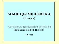 МЫШЦЫ ЧЕЛОВЕКА (1 часть) Составитель: преподаватель анатомии и физиологии
