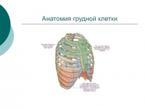 Анатомия грудной клетки