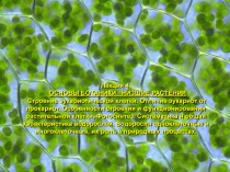 Лекция 4. ОСНОВЫ БОТАНИКИ. НИЗШИЕ РАСТЕНИЯ
Строение эукариотической клетки
