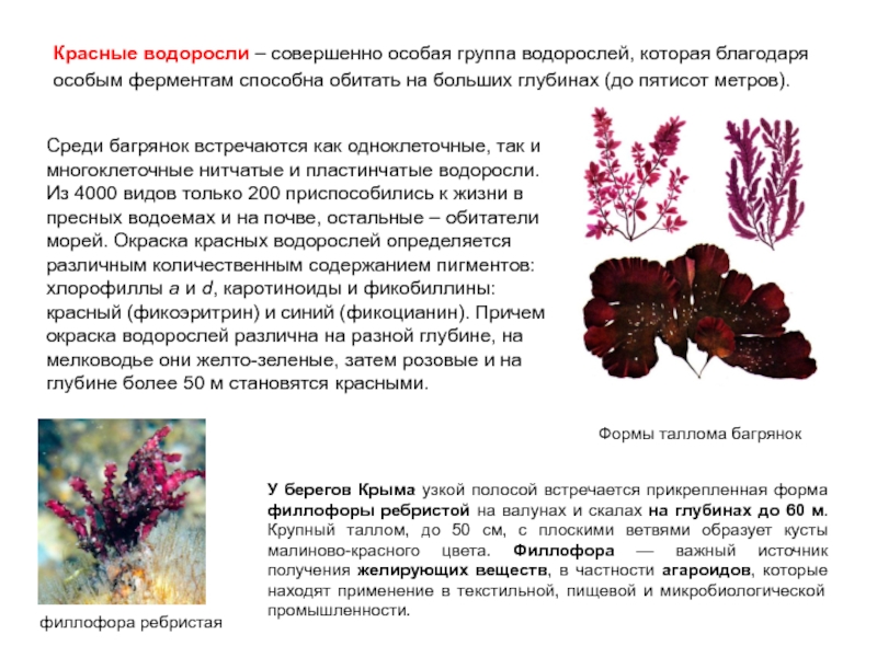 Красной водорослью является. Красные водоросли багрянки строение. Красные водоросли структура. Строение красных водорослей 5 класс. Красные водоросли Филлофора.