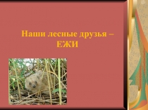 Наши лесные друзья – ЕЖИ