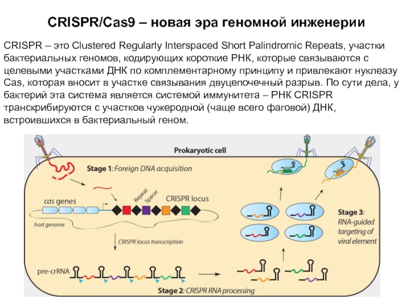 Современные представления о гене и геноме презентация 10 класс сивоглазов