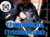 1
Институт ветеринарной медицины и биотехнологии
ФГБОУ ВПО ОмГАУ им. П.А