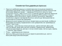 Семейство Сельдерейные (Apiáceae)