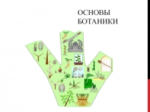 Основы ботаники