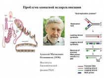 Проблема концевой недорепликации