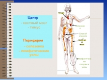 тимус
селезенка
Слепой
отросток
костный мозг
лимфатические сосуды и