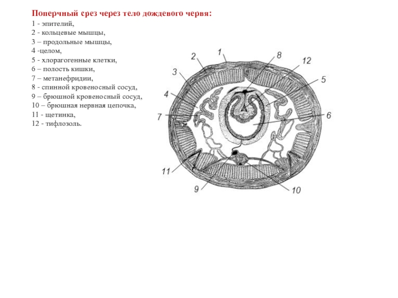 Тело дождевого червя. Схема поперечного разреза кольчатого червя. Строение дождевого червя поперечный разрез. Поперечный срез земляного червя. Поперечный разрез дождевого червя.