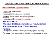 ОБЩАЯ ХАРАКТЕРИСТИКА КОЛЬЧАТЫХ ЧЕРВЕЙ