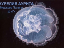 Аурелия Аурита