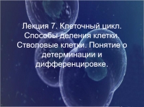 Лекция 7. Клеточный цикл. Способы деления клетки. Стволовые клетки. Понятие о