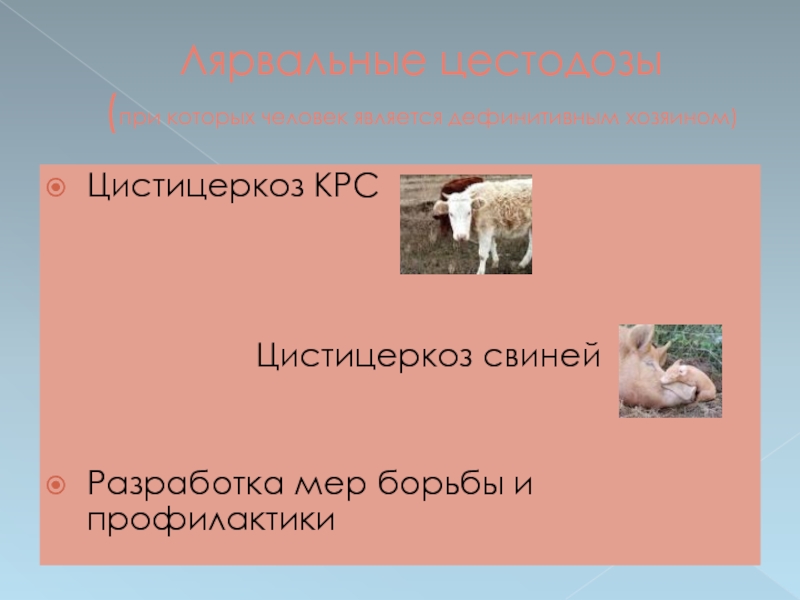 Цистицеркоз крс презентация