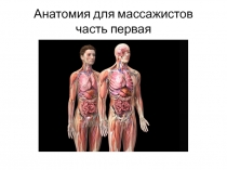 Анатомия для массажистов часть первая