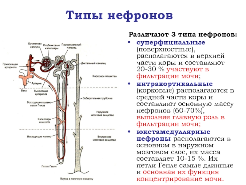 Нефрон рисунок физиология