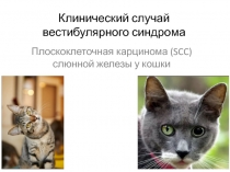 Клинический случай вестибулярного синдрома