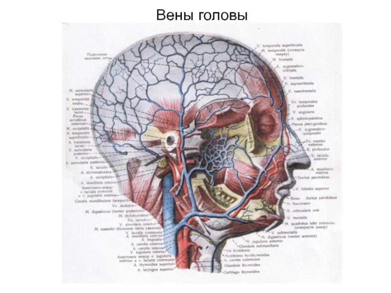 Вены головы и шеи рисунок