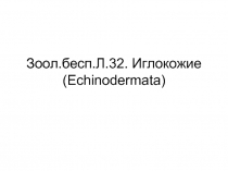 Зоол.бесп.Л.32. Иглокожие ( Echinodermata)