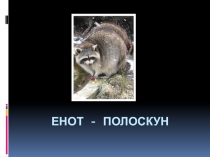Енот - полоскун