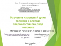 Изучение изменений длин теломер в клетках сперматогенного ряда человека