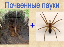 Почвенные пауки
+